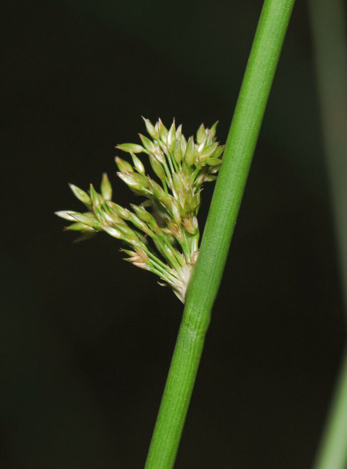 Lyssiv (Juncus effusus)