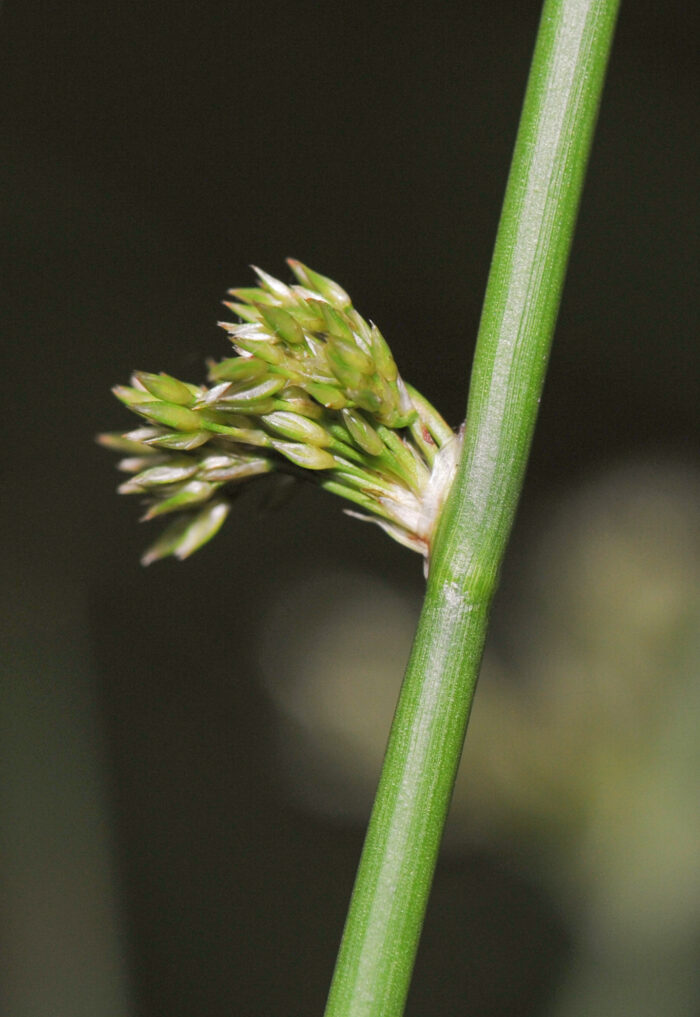 Lyssiv (Juncus effusus)