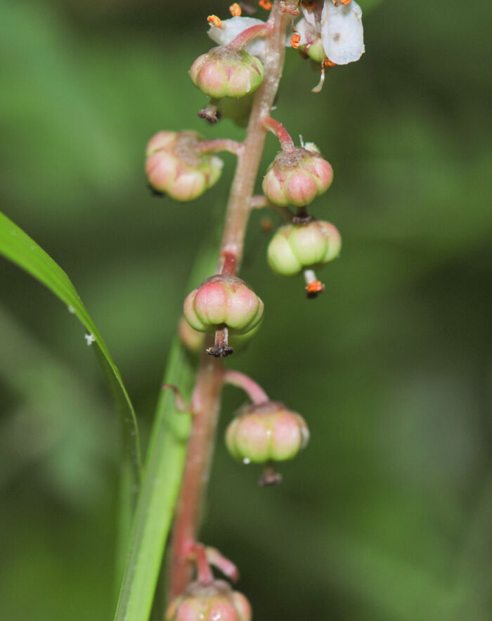 Legevintergrønn (Pyrola rotundifolia)