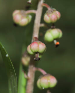 Legevintergrønn (Pyrola rotundifolia)