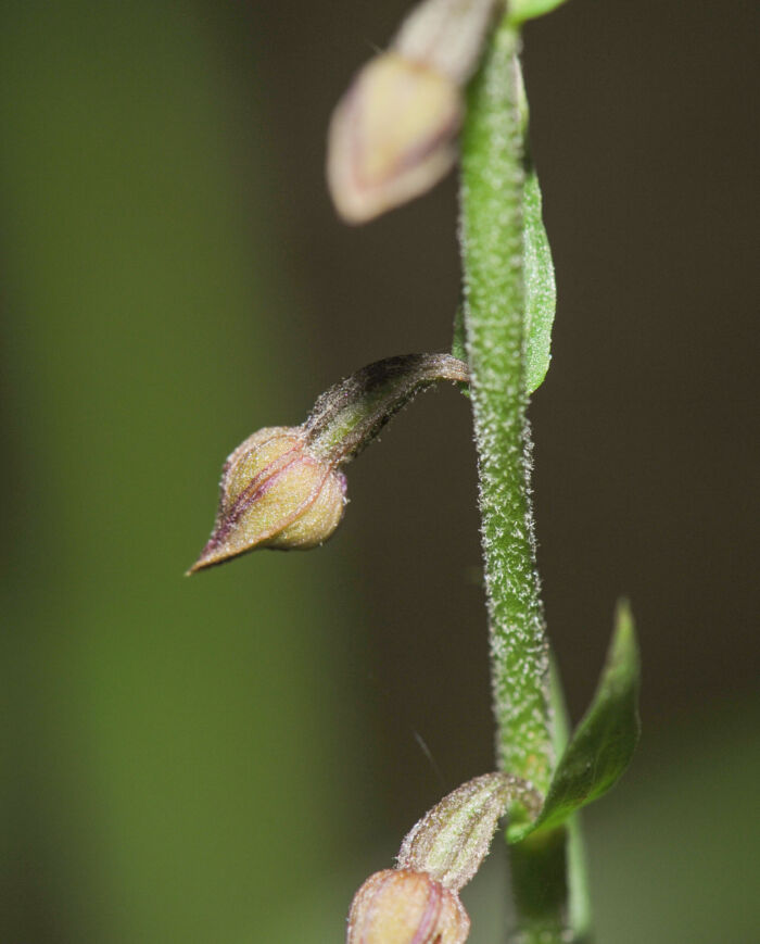 Rødflangre (Epipactis atrorubens)