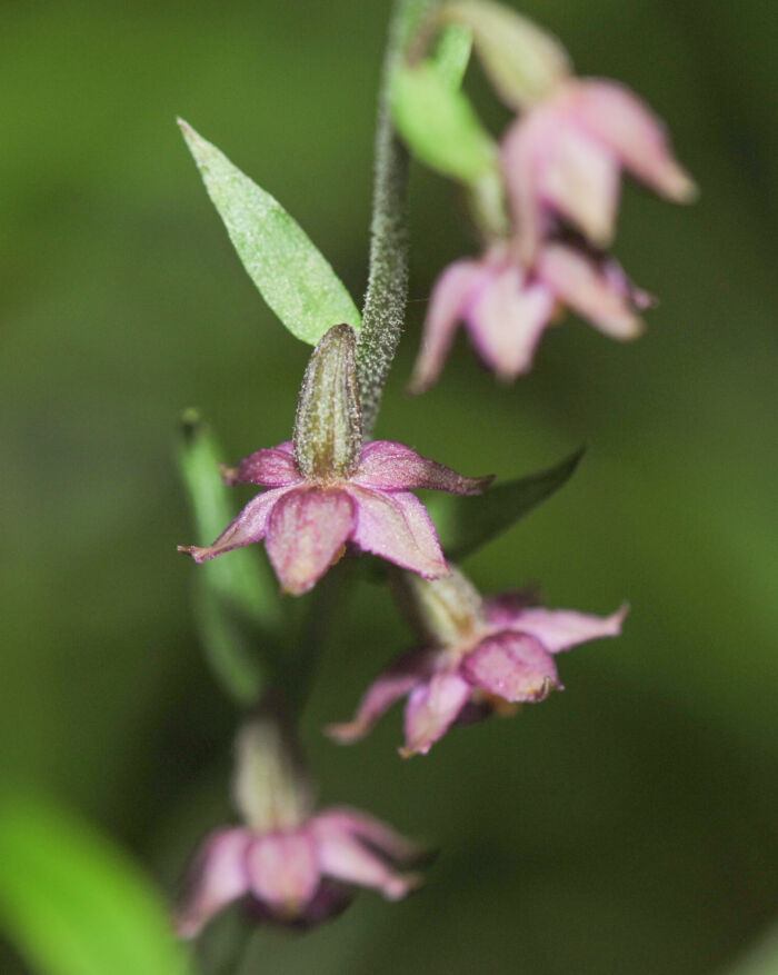 Rødflangre (Epipactis atrorubens)