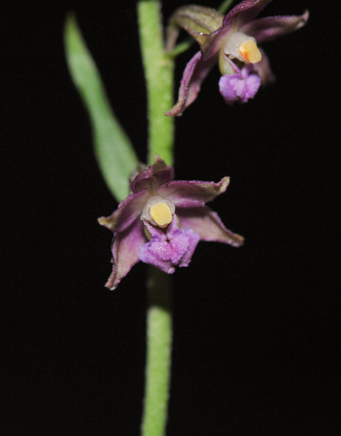 Rødflangre (Epipactis atrorubens)