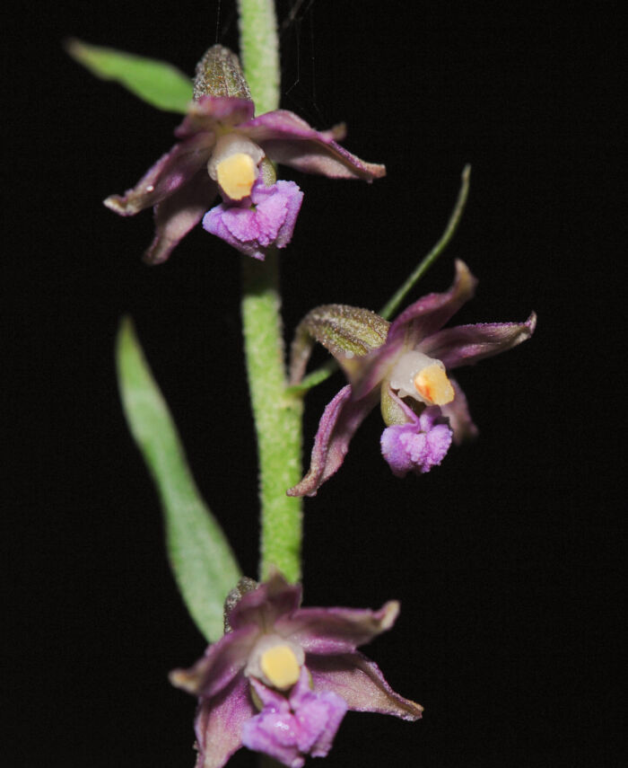 Rødflangre (Epipactis atrorubens)