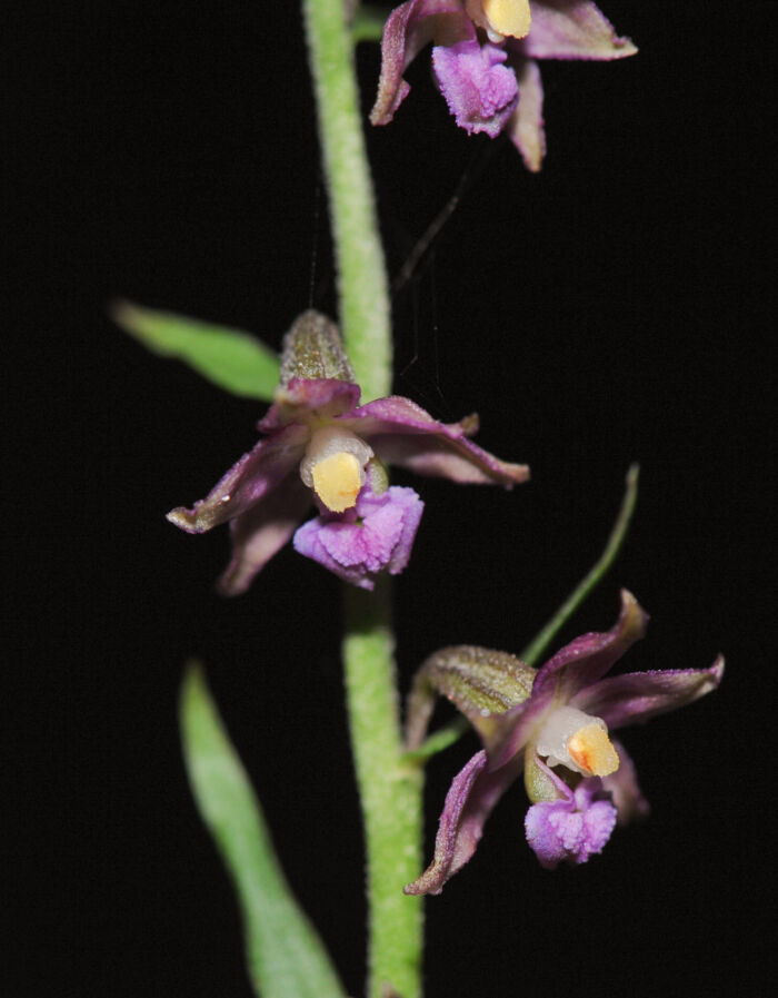 Rødflangre (Epipactis atrorubens)