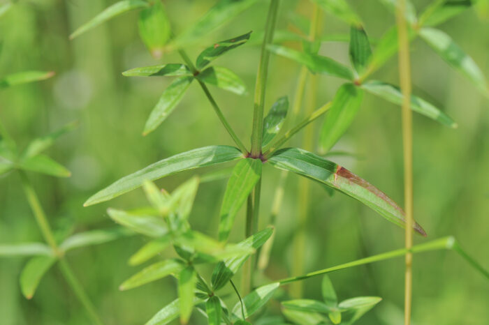 Hvitmaure (Galium boreale)