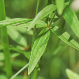 Hvitmaure (Galium boreale)