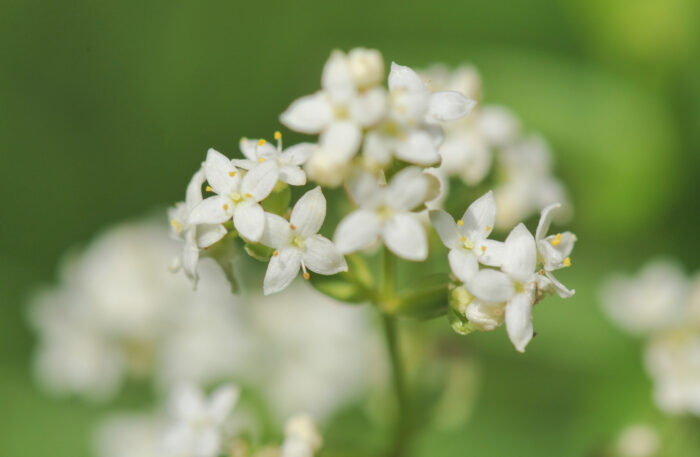 Hvitmaure (Galium boreale)