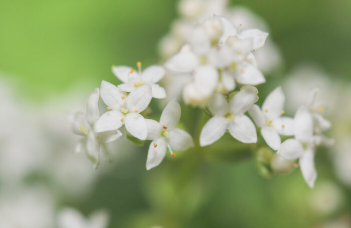 Hvitmaure (Galium boreale)