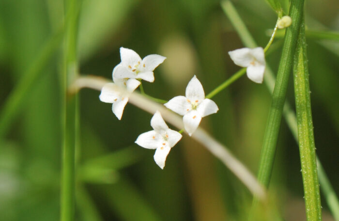 Sumpmaure (Galium uliginosum)