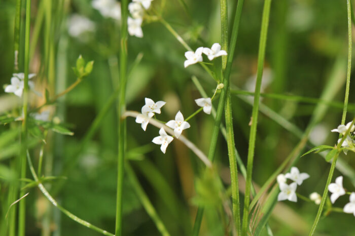 Sumpmaure (Galium uliginosum)