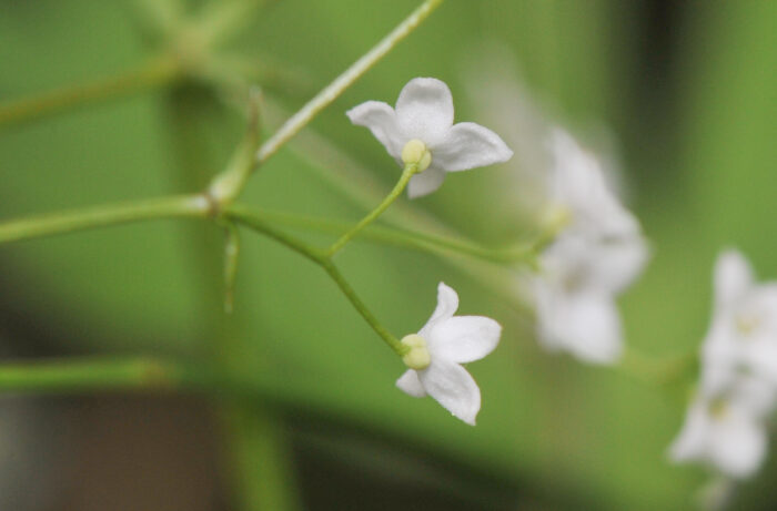 Sumpmaure (Galium uliginosum)