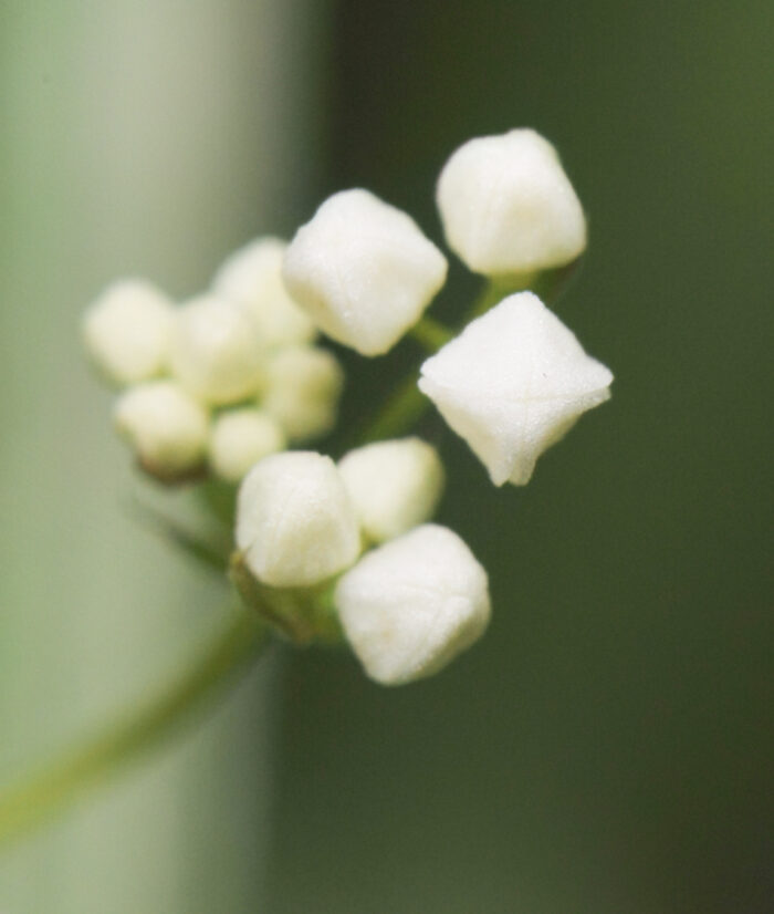 Sumpmaure (Galium uliginosum)