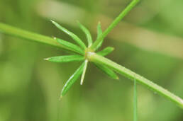Sumpmaure (Galium uliginosum)