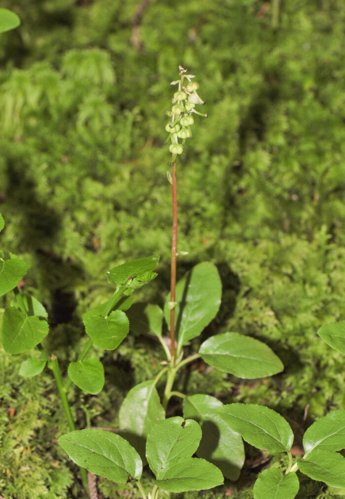 Nikkevintergrønn (Orthilia secunda)