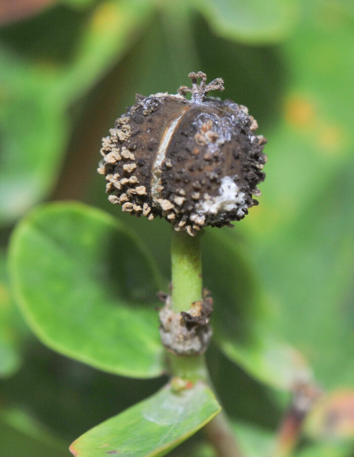 Strandvortemelk (Euphorbia palustris)