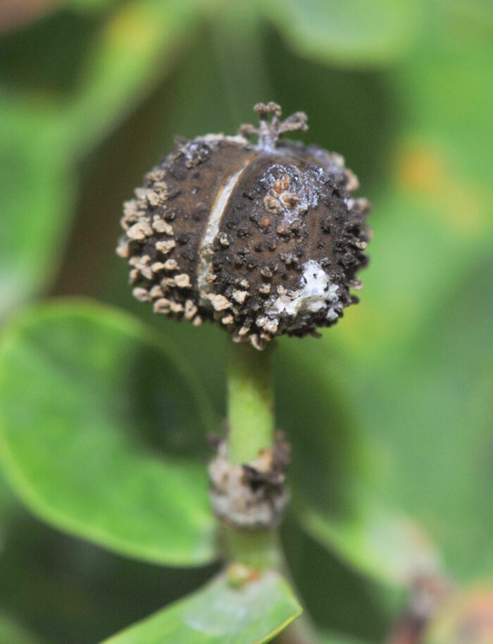 Strandvortemelk (Euphorbia palustris)