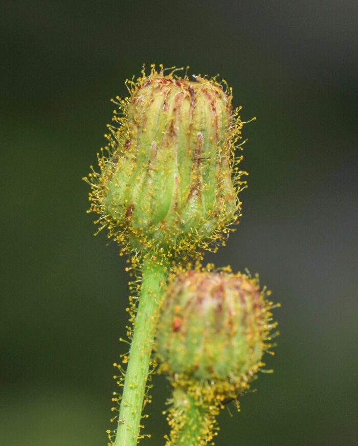 Åkerdylle (Sonchus arvensis)