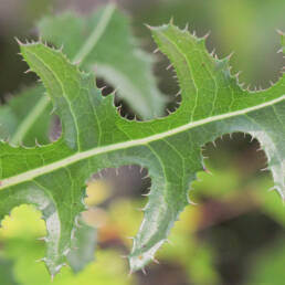 Åkerdylle (Sonchus arvensis)