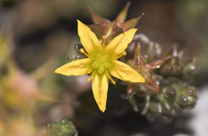 Bitterbergknapp (Sedum acre)