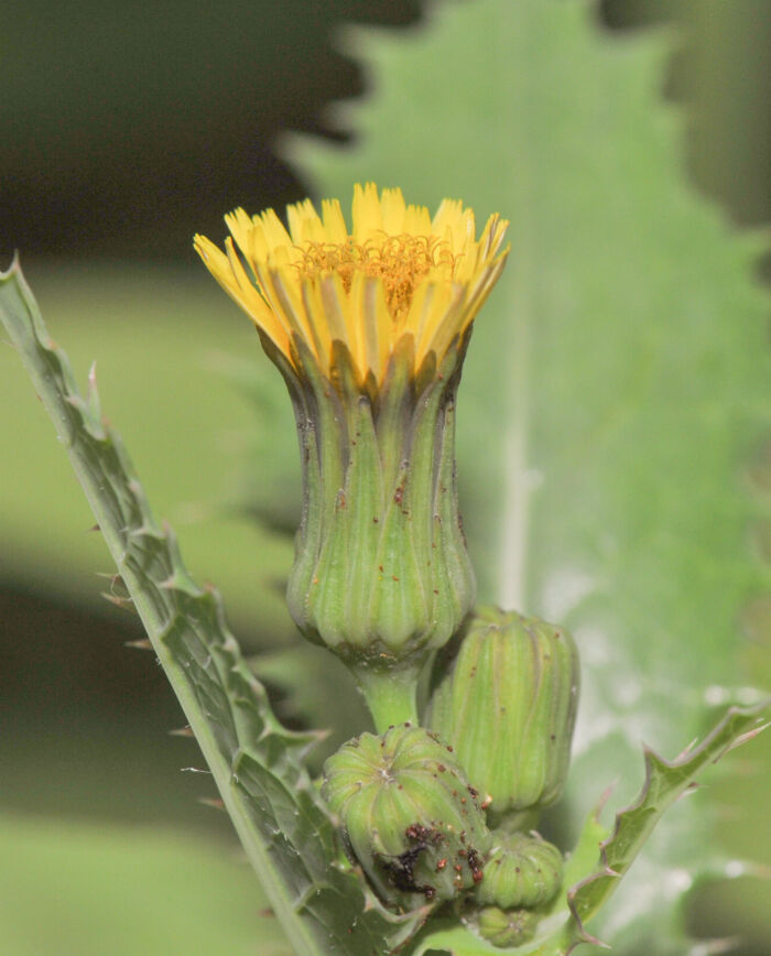 Stivdylle (Sonchus asper)