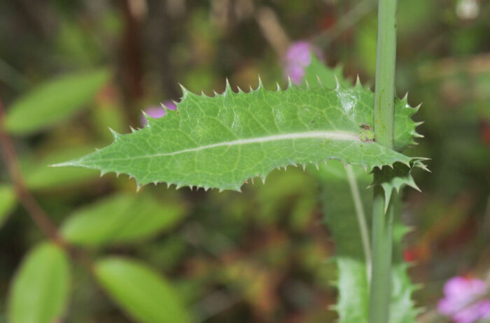 Stivdylle (Sonchus asper)