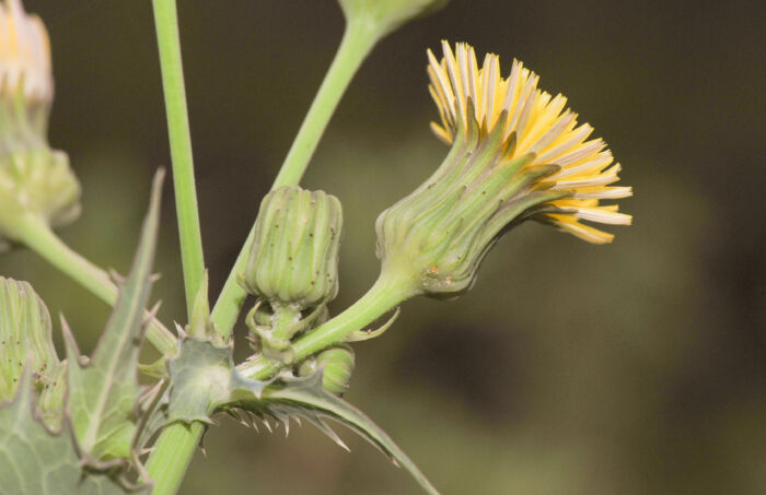 Stivdylle (Sonchus asper)