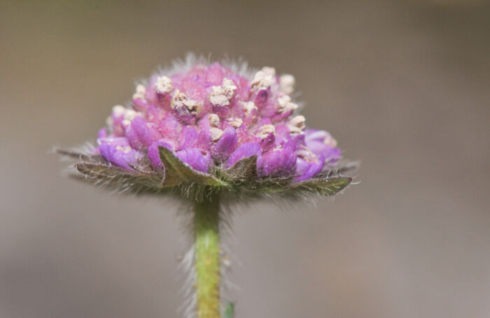 Rødknapp (Knautia arvensis)