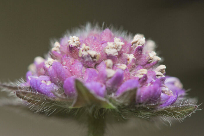 Rødknapp  (Knautia arvensis)