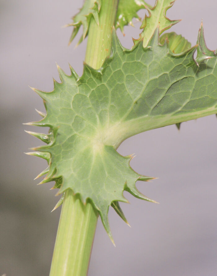 Stivdylle (Sonchus asper)