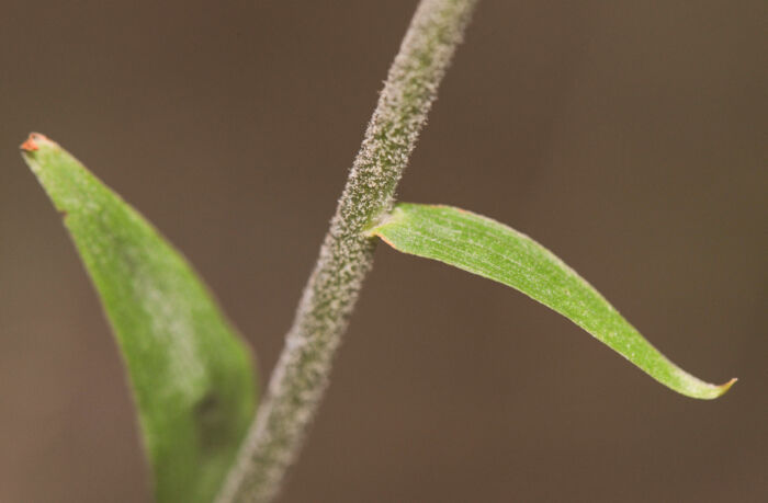 Bredflangre (Epipactis helleborine)