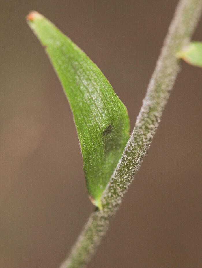 Bredflangre (Epipactis helleborine)