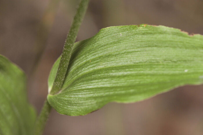 Bredflangre (Epipactis helleborine)