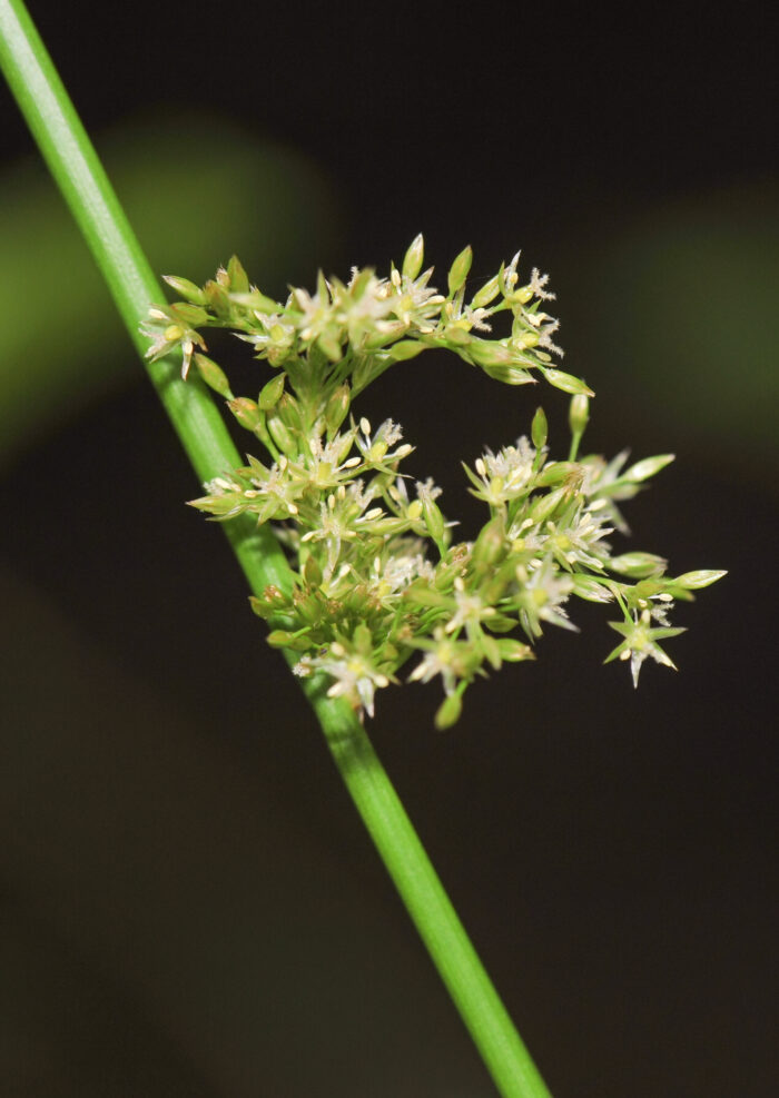 Lyssiv (Juncus effusus)