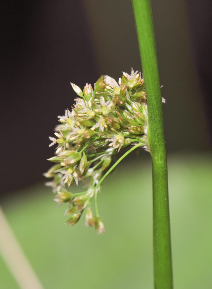 Lyssiv (Juncus effusus)