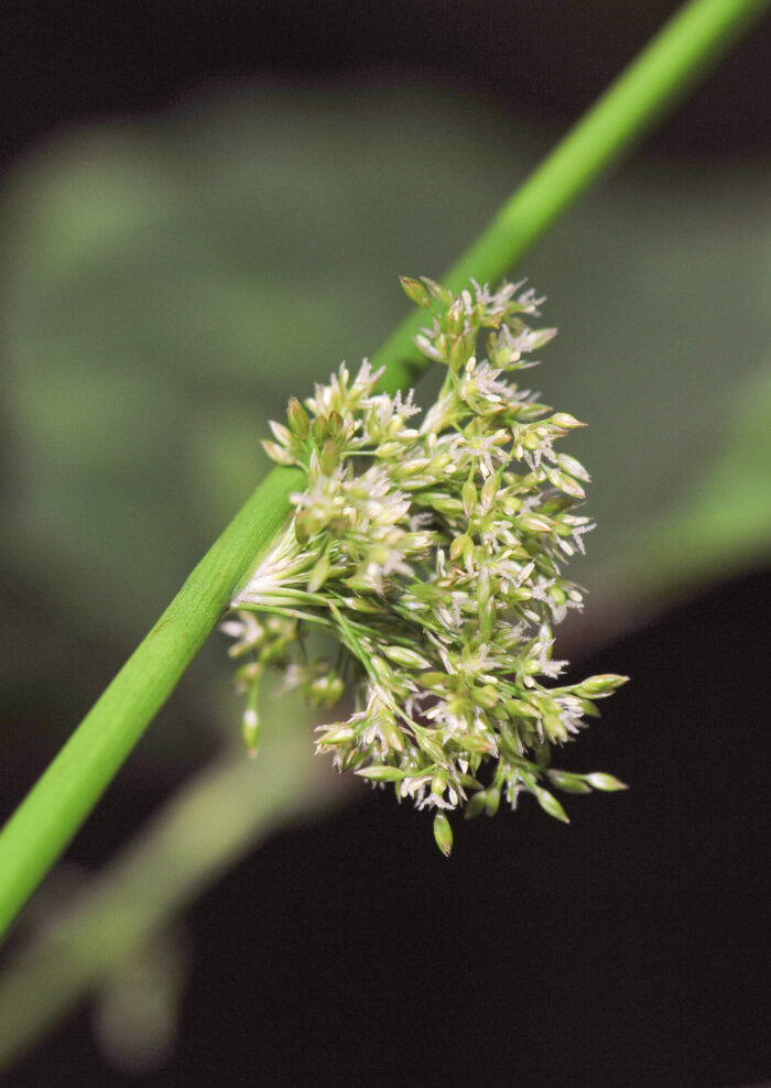 Lyssiv (Juncus effusus)