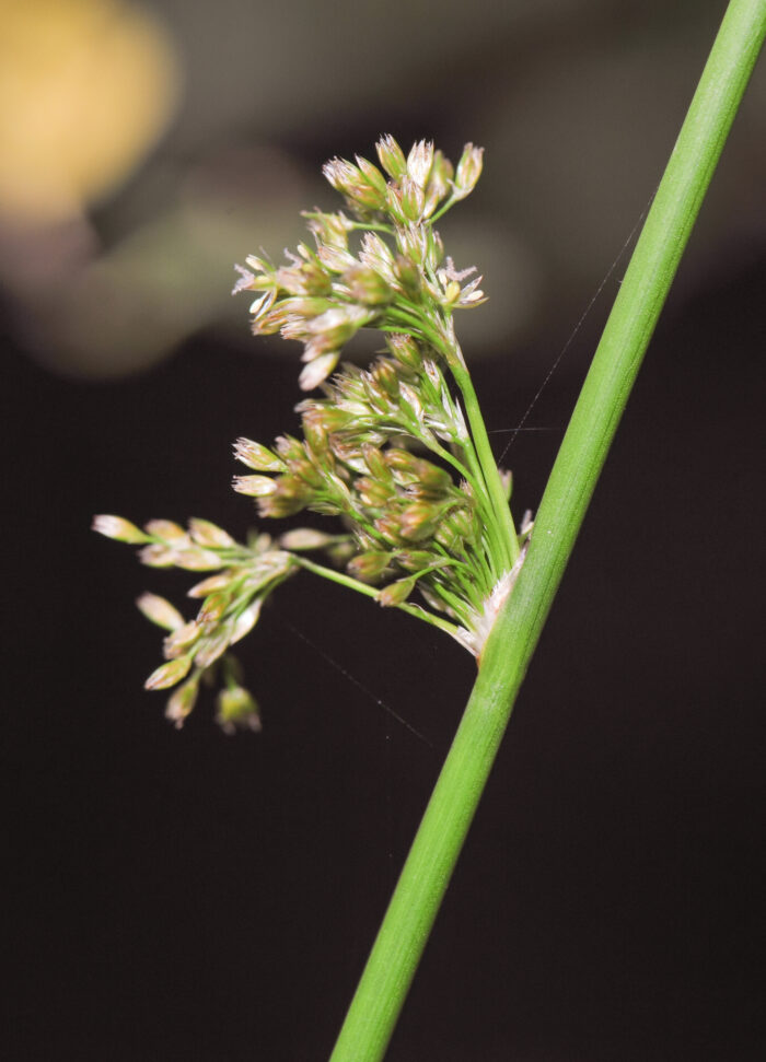 Lyssiv (Juncus effusus)