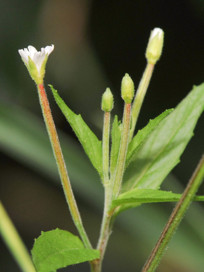 Krattmjølke (Epilobium montanum)