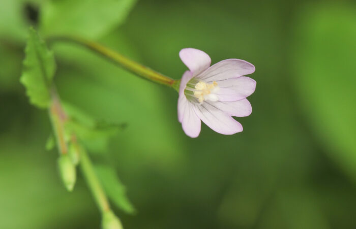 Krattmjølke (Epilobium montanum)