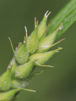 Lodnestarr (Carex hirta)