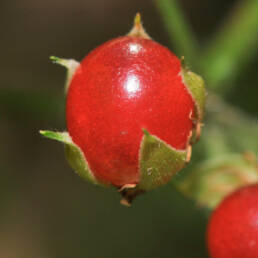 Tågebær (Rubus saxatilis)