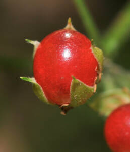 Tågebær (Rubus saxatilis)