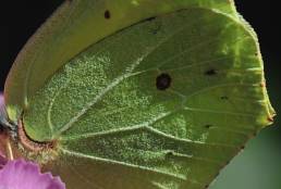 Sitronsommerfugl (Gonepteryx rhamni)