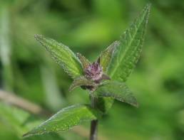 Åkersvinerot (Stachys palustris)