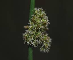 Knappsiv (Juncus conglomeratu)