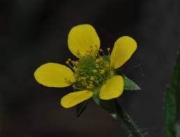 Kratthumleblom (Geum urbanum)