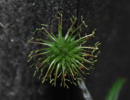 Kratthumleblom (Geum urbanum)