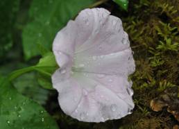 Strandvindel (Calystegia sepium)