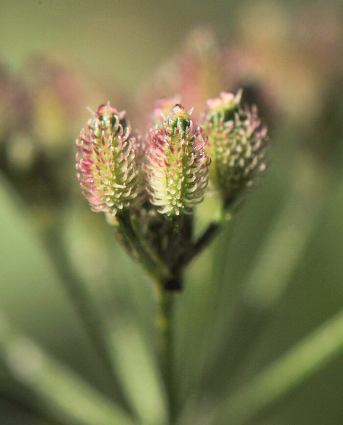 Rødkjeks (Torilis japonica)