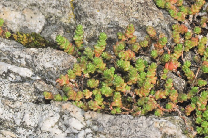 Bitterbergknapp (Sedum acre)